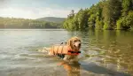 Sicherheit für Vierbeiner: Schwimmweste Hund